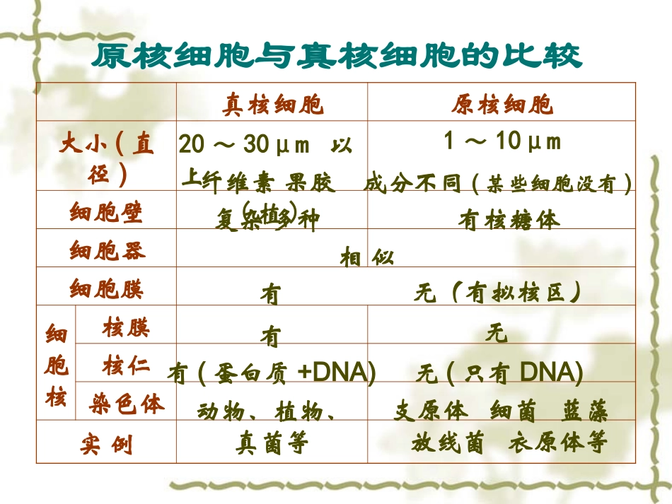 会考复习2生命的基本单位——细胞_第3页