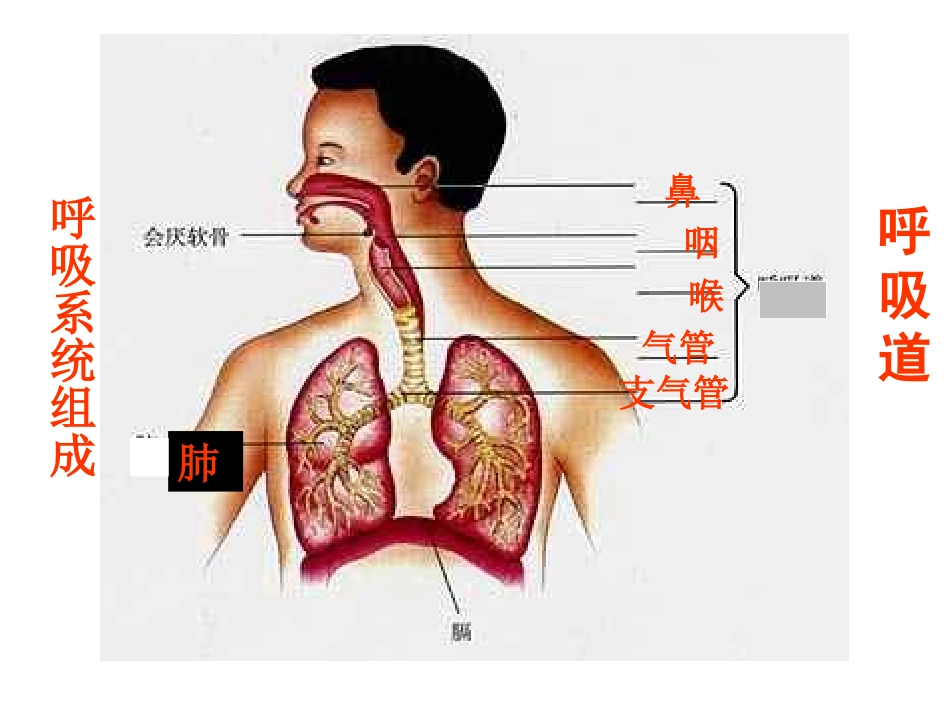 优秀第三章第1节-呼吸道对空气的处理1_第3页