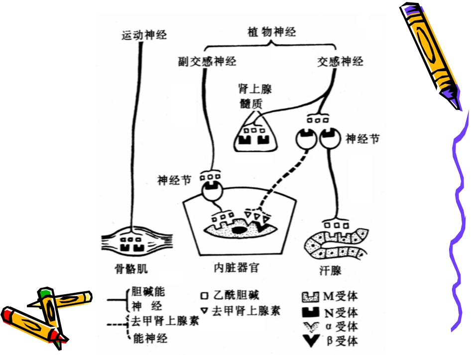 传出神经系统药物_第3页