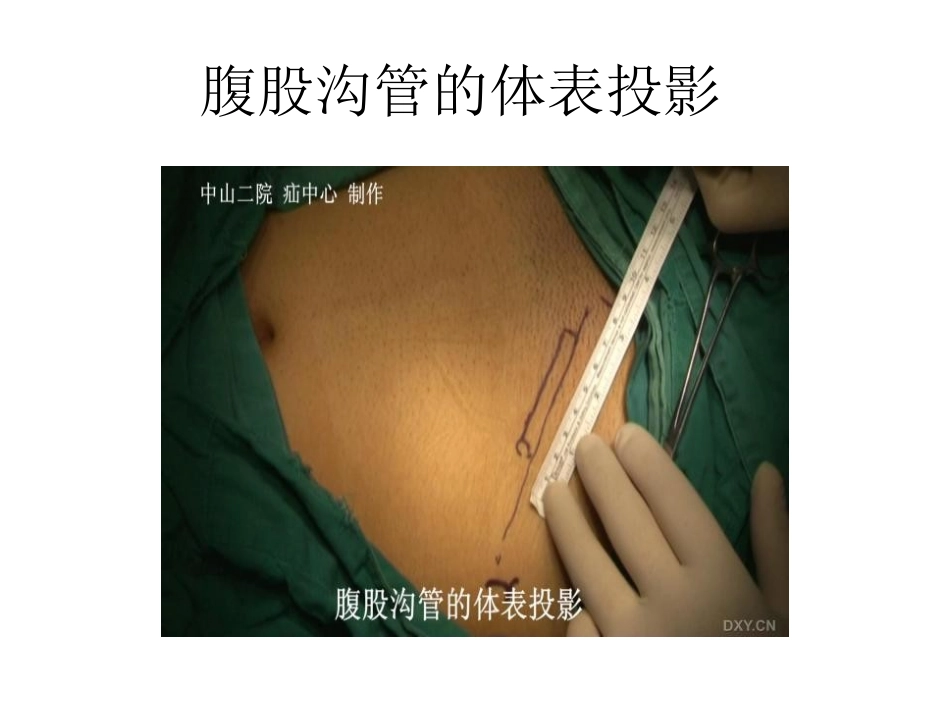 从皮肤到骼耻束_第2页