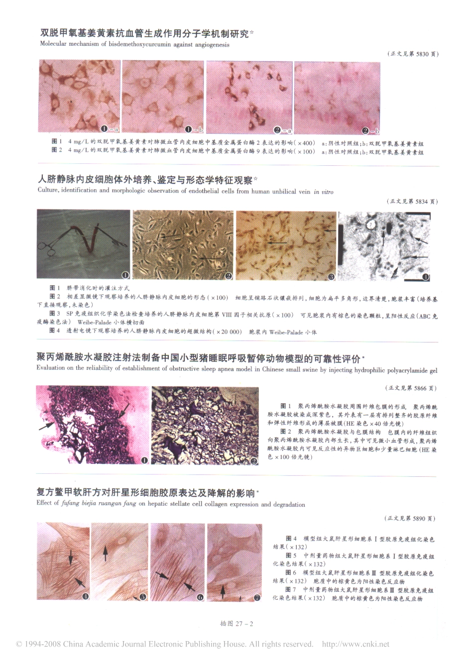 人脐静脉内皮细胞体外培养_鉴定与形态学特征观察_第3页