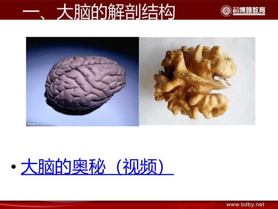 人类的大脑与脑波_第3页