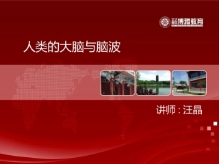 人类的大脑与脑波