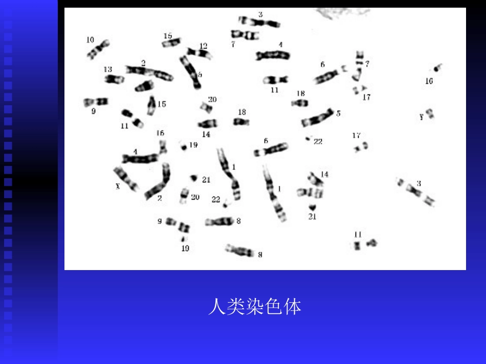 人类染色体和染色体病_第2页