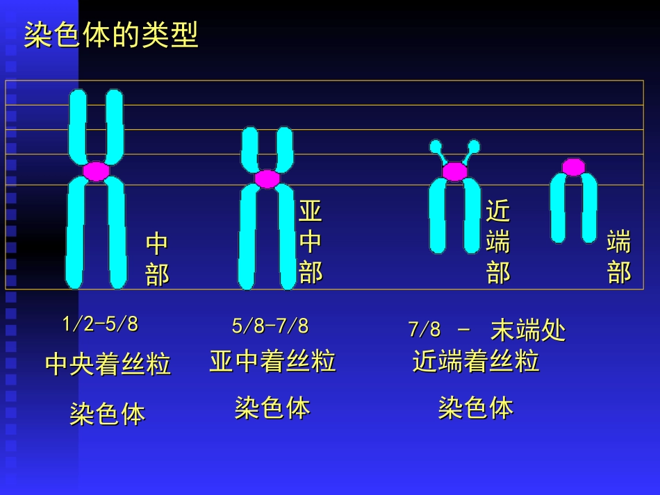 人染色体与染色体病_第3页