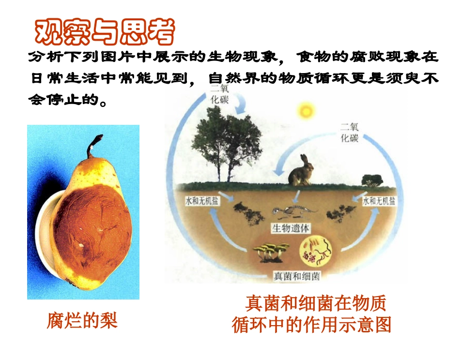 人教版八上第四章第四节细菌和真菌在自然界中的作用_第3页