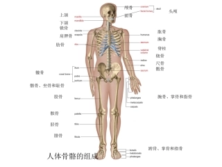 人体骨骼系统