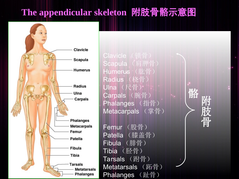 人体附肢骨骼_第2页