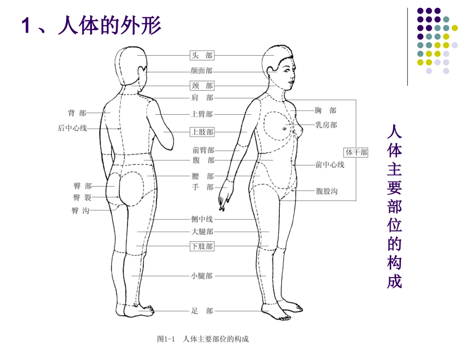 人体结构与外形_第3页