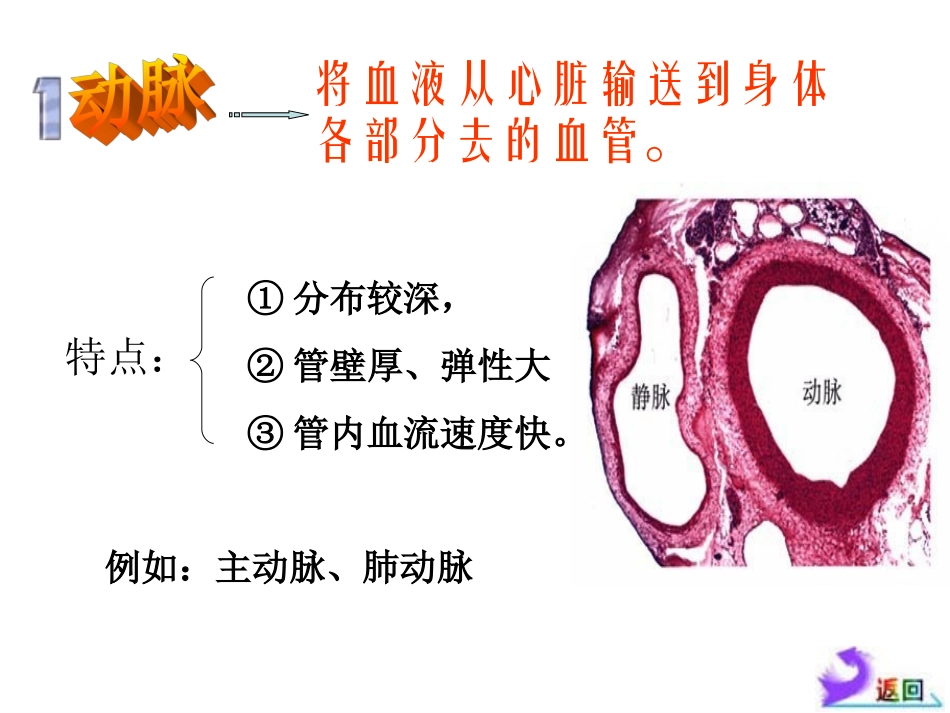 人体的血液循环PPT_第3页