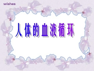 人体的血液循环PPT