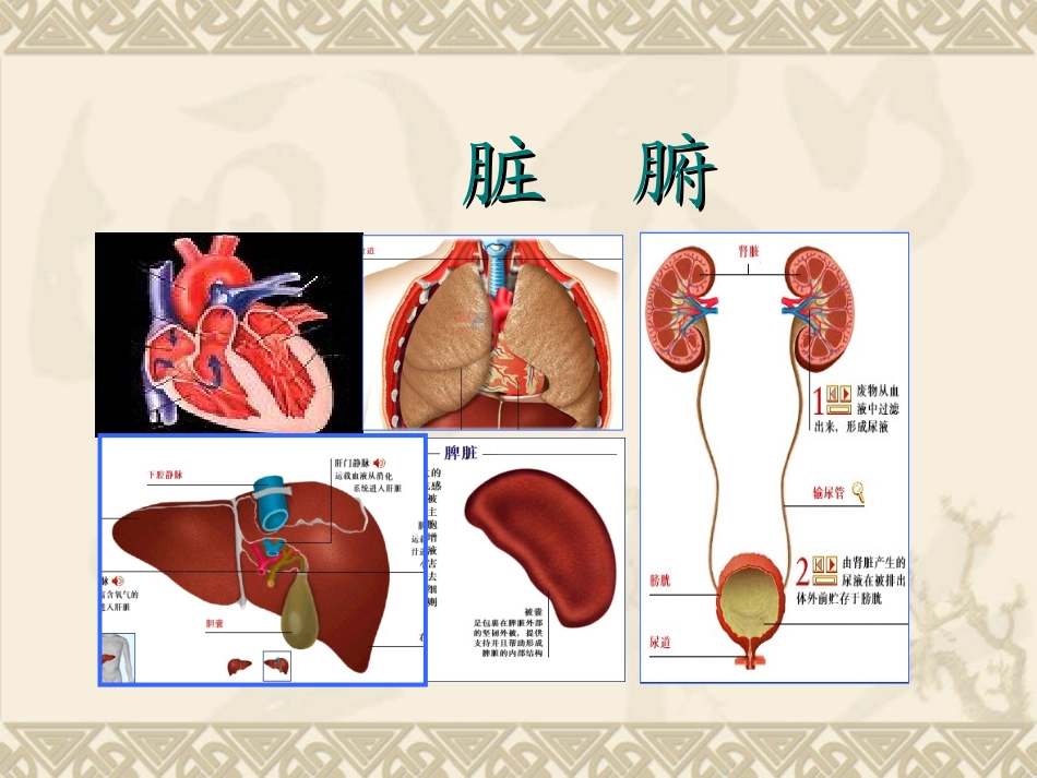 人体的结构与功能全解_第2页