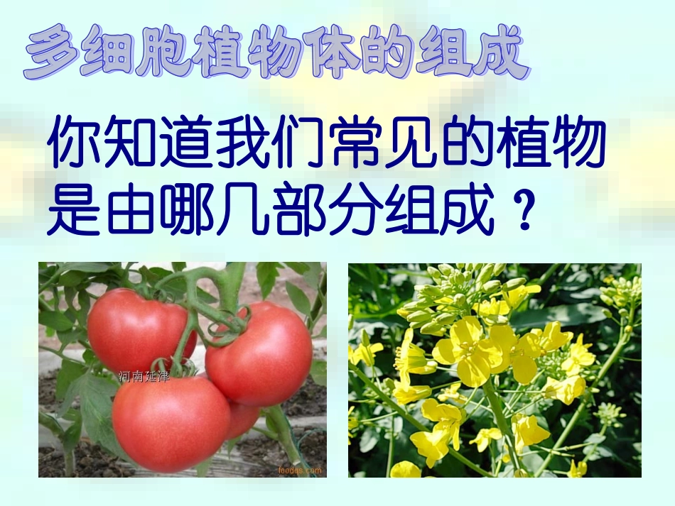 人体的组成肌肉组织结缔组织上皮组织神经组织_第2页
