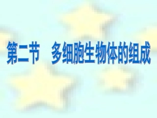 人体的组成肌肉组织结缔组织上皮组织神经组织