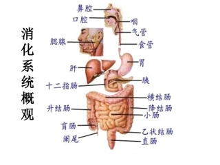 人体的消化系统(图)