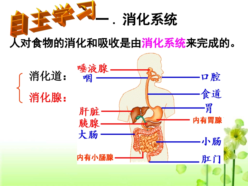 人体的消化吸收和呼吸_第3页