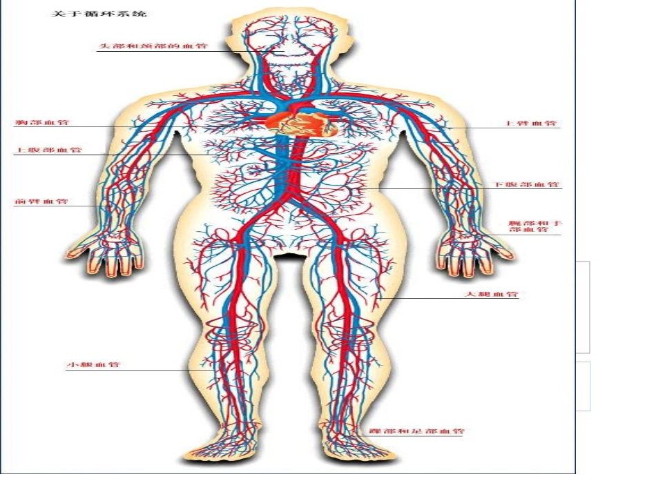 人体消化呼吸循环泌尿系统_第3页