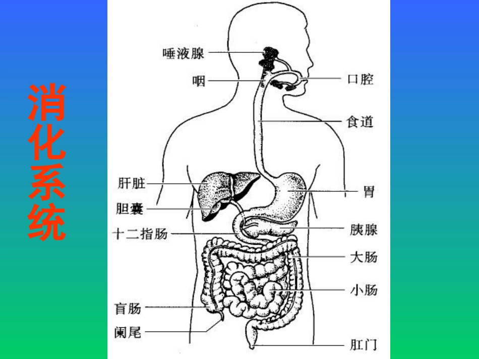 人体消化、循环、呼吸、泌尿系统_第1页