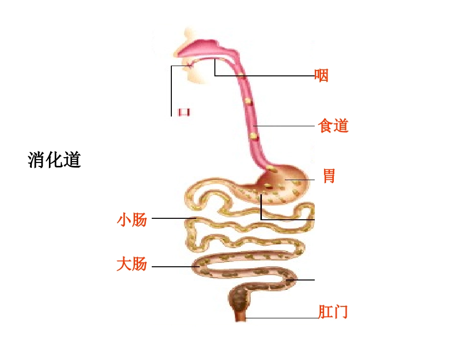 人体消化、循环、呼吸、泌尿系统_第2页