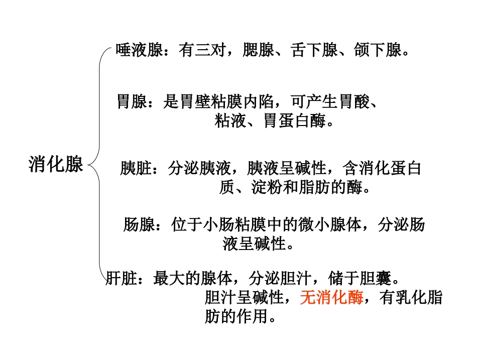 人体消化、循环、呼吸、泌尿系统_第3页