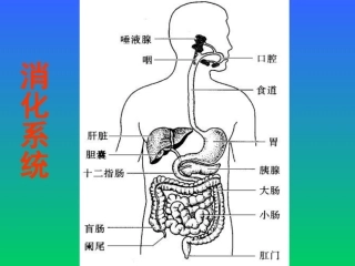 人体消化、循环、呼吸、泌尿系统