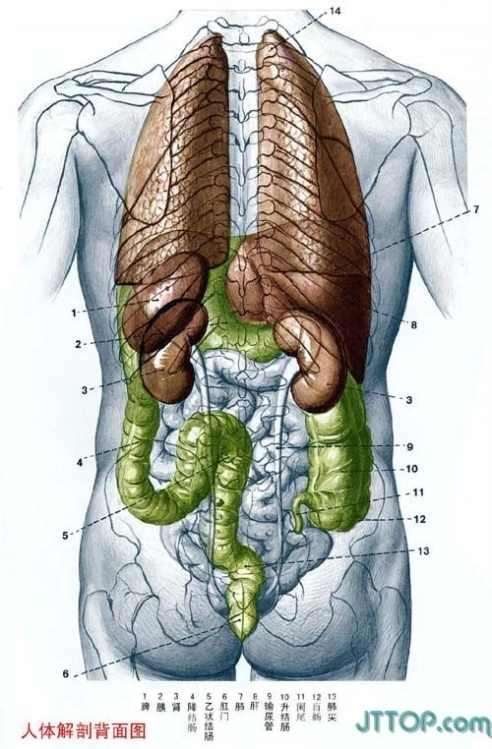 人体器官组织解剖图_第2页