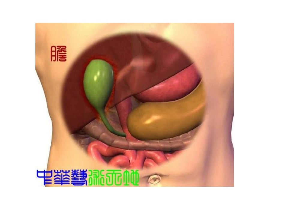人体内脏结构图._第3页