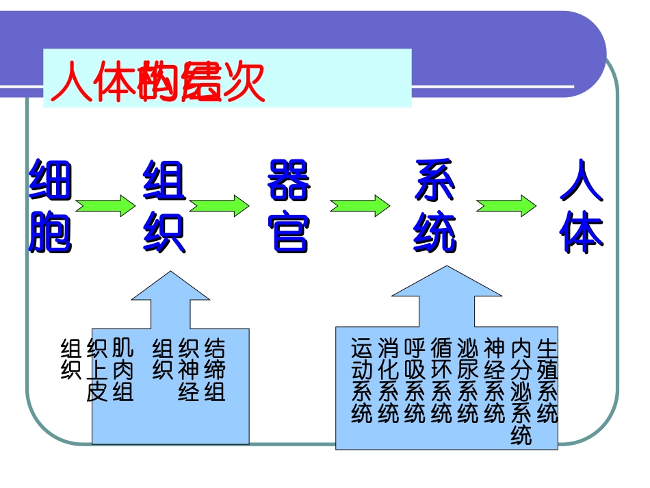 人体八大系统_第2页