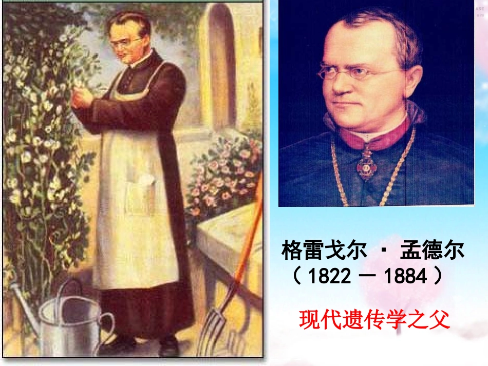 孟德尔的豌豆杂交试验一_第2页