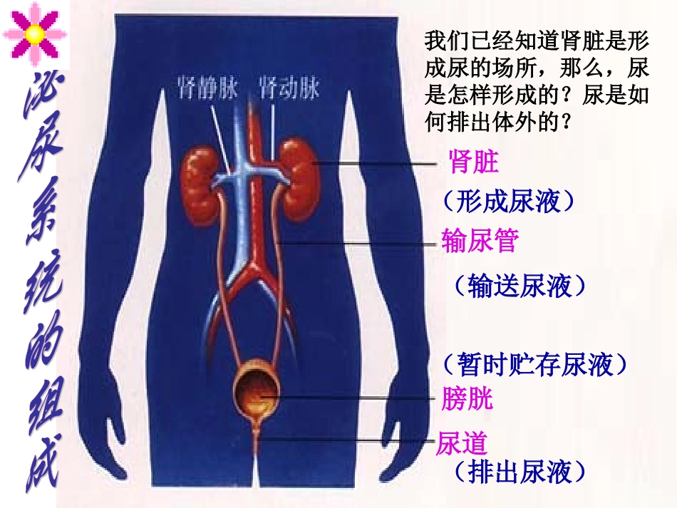 人体代谢废物的排出(非常好)_第2页