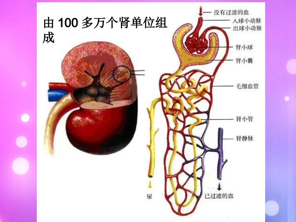 人体代谢废物的排出(非常好)_第3页