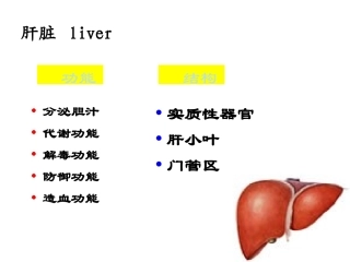 五年制肝不全功能-pp新版t