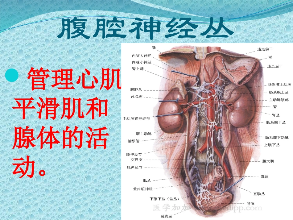 五脏六腑的功能_第2页
