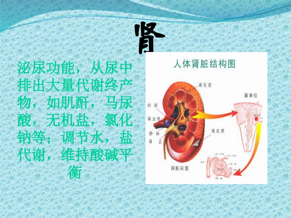 五脏六腑的功能_第3页