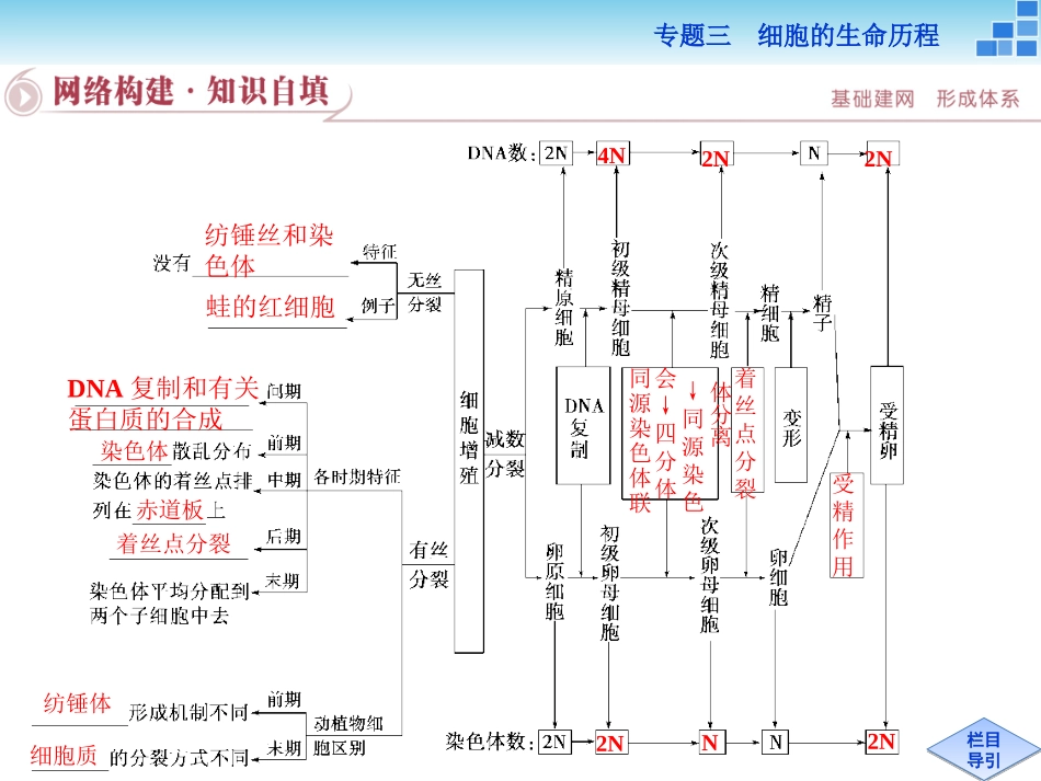 二轮复习-细胞增殖和受精作用_第3页