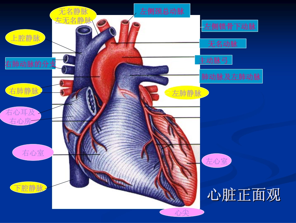 二维超声心动图_第3页