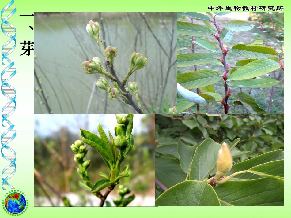 植物茎的输导功能_第2页