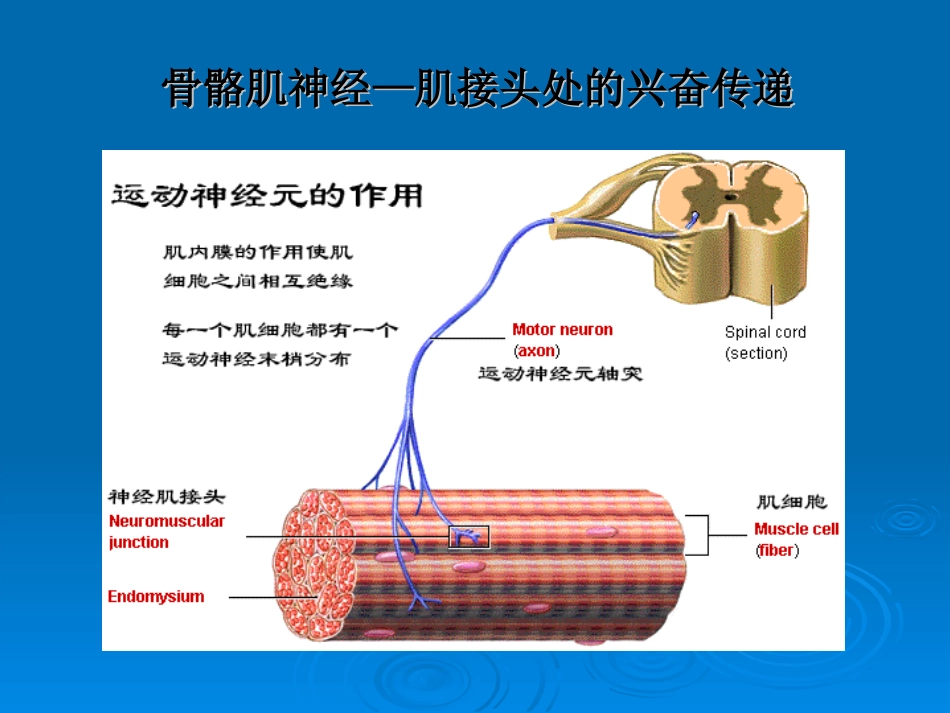 二章3肌细胞的收缩功能_第3页