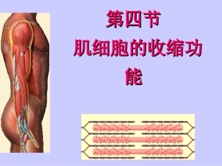 二章3肌细胞的收缩功能