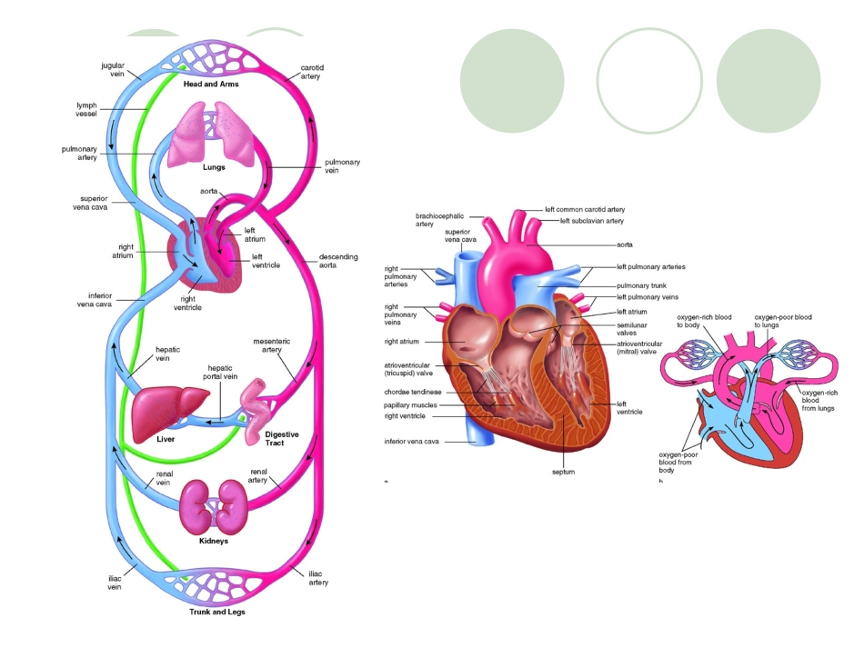 九章血液循环-PPT文档资料_第2页
