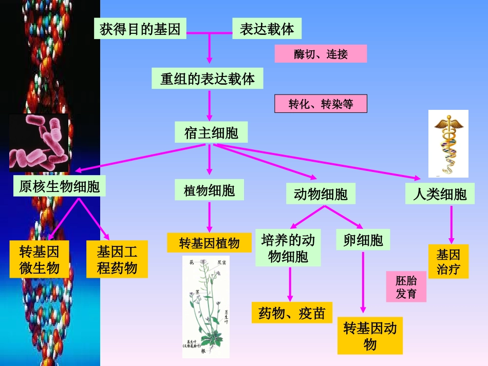 乙肝疫苗的制备_第3页