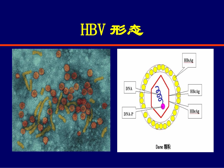 乙肝科普幻灯_第3页