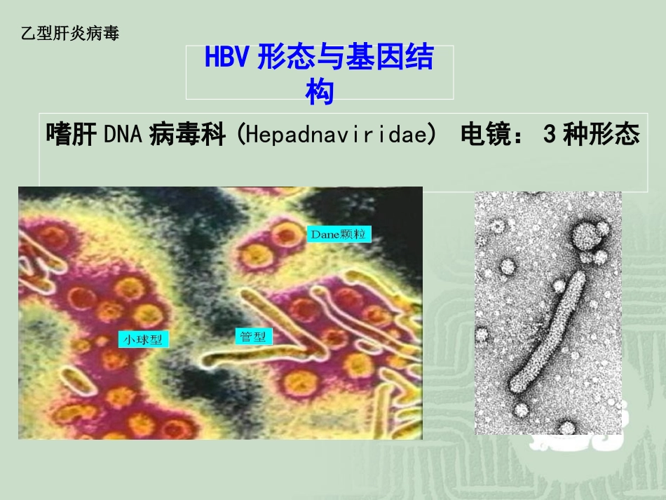 乙肝标志物检测_第3页