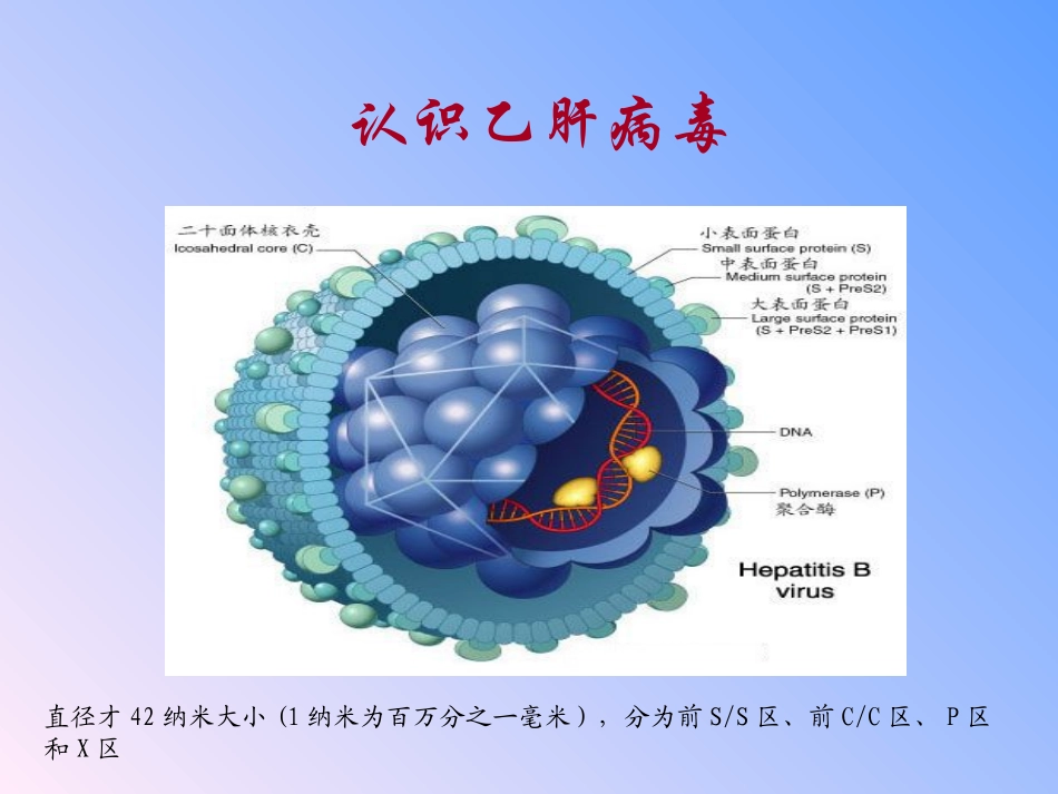 乙型肝炎母婴阻断基础知识_第2页