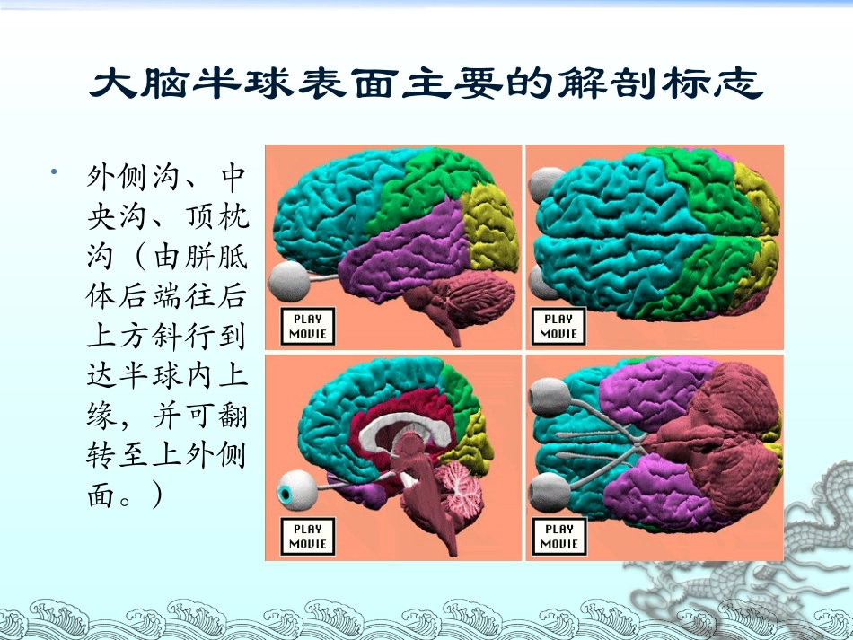 主要脑区的结构_第2页