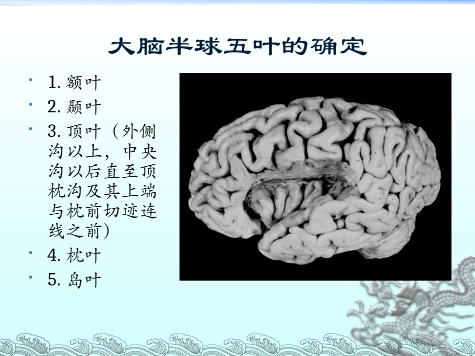主要脑区的结构_第3页