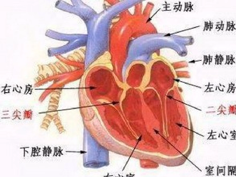主动脉关闭不全._第3页
