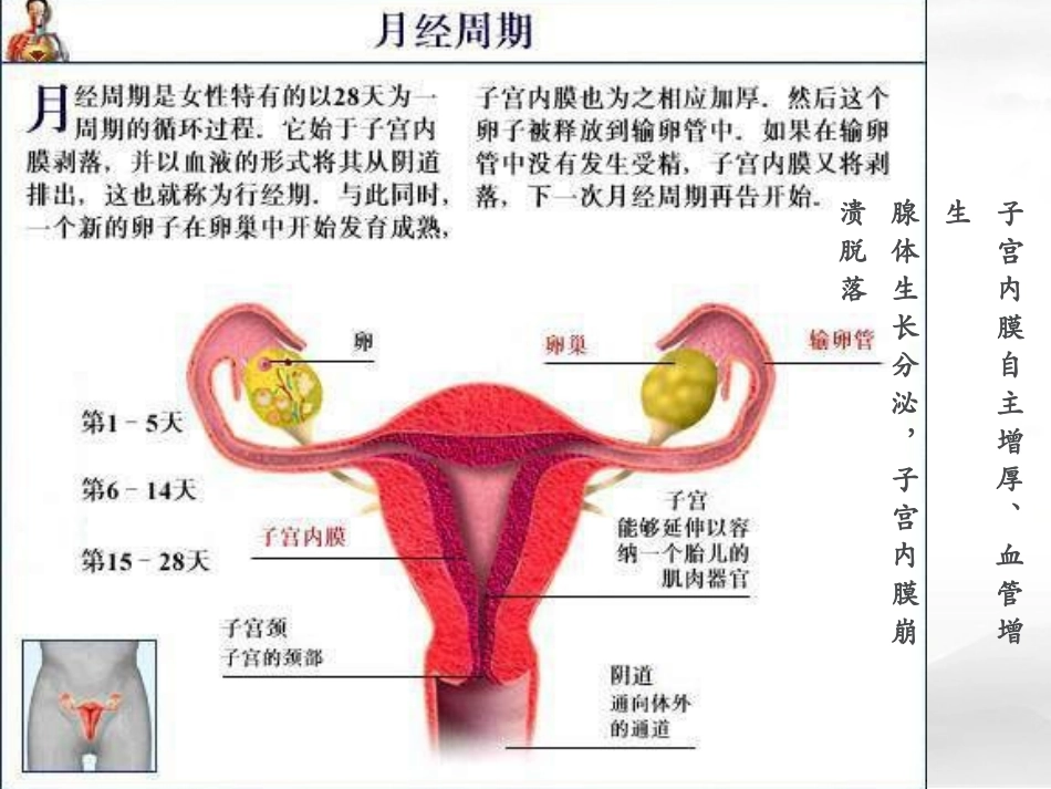 临床医学概论  痛经_第3页