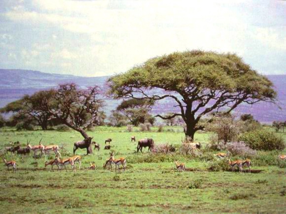 生态系统的组成_第2页