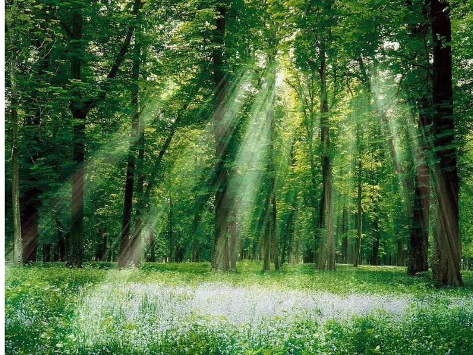 生态系统的组成_第3页